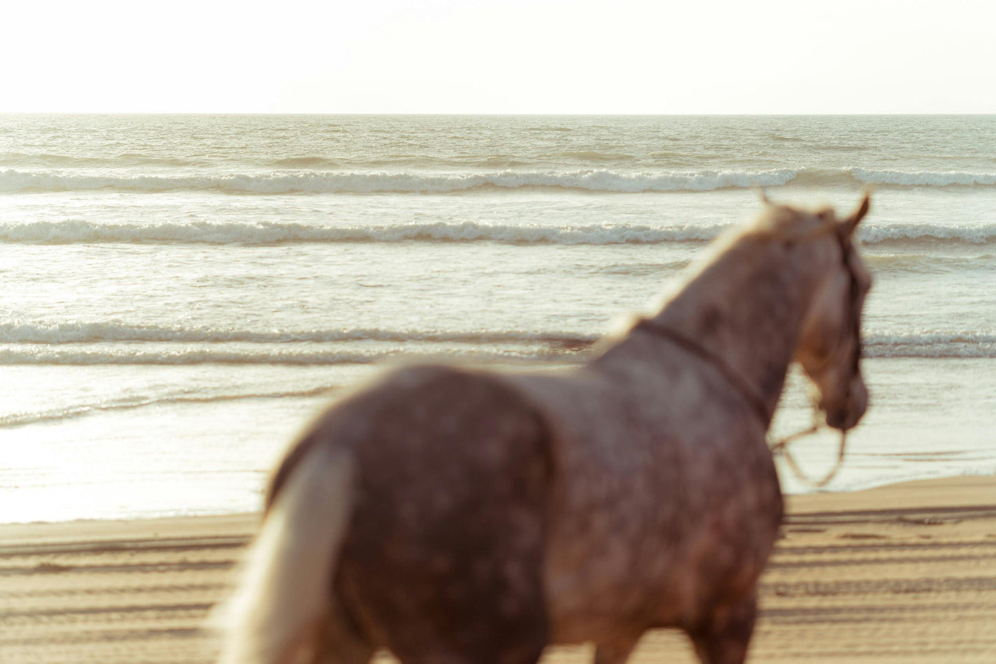 Luquillo, Puerto Rico: 2.5-Hour Beach Horseback Ride Experience