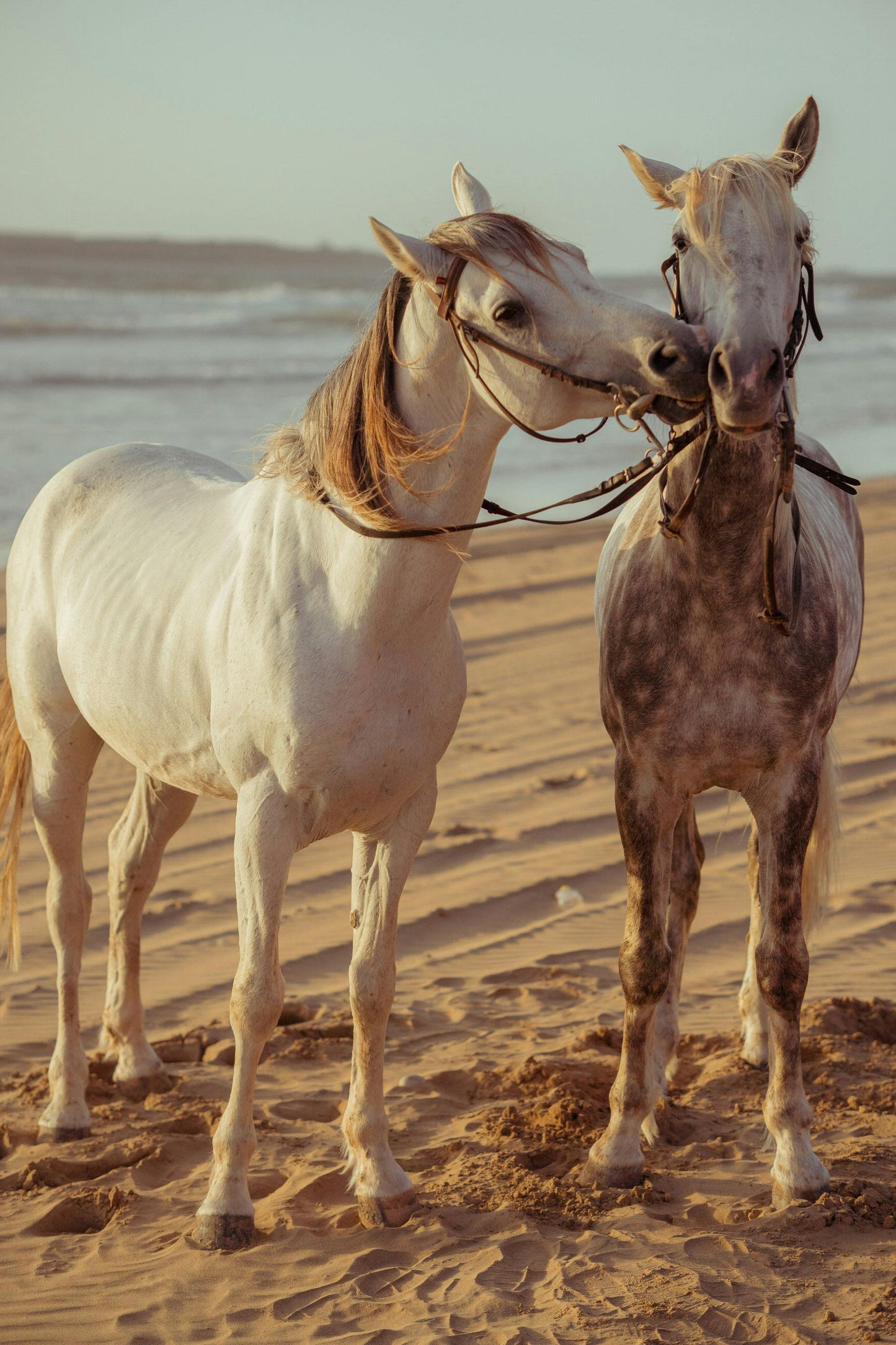 Essaouira, Morocco: Sunset Horseback Ride on the Beach