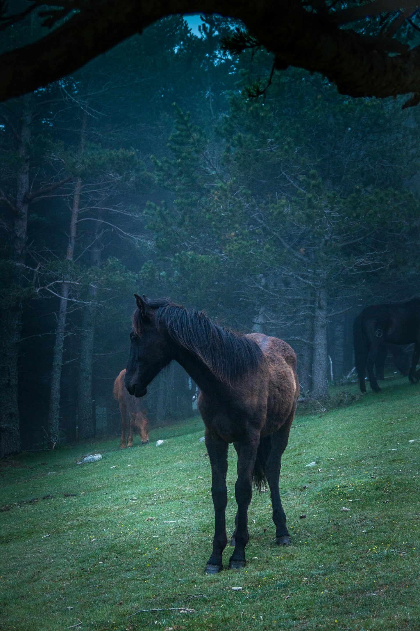 Kakheti, Georgia: Lagodekhi Horseback Riding Tour