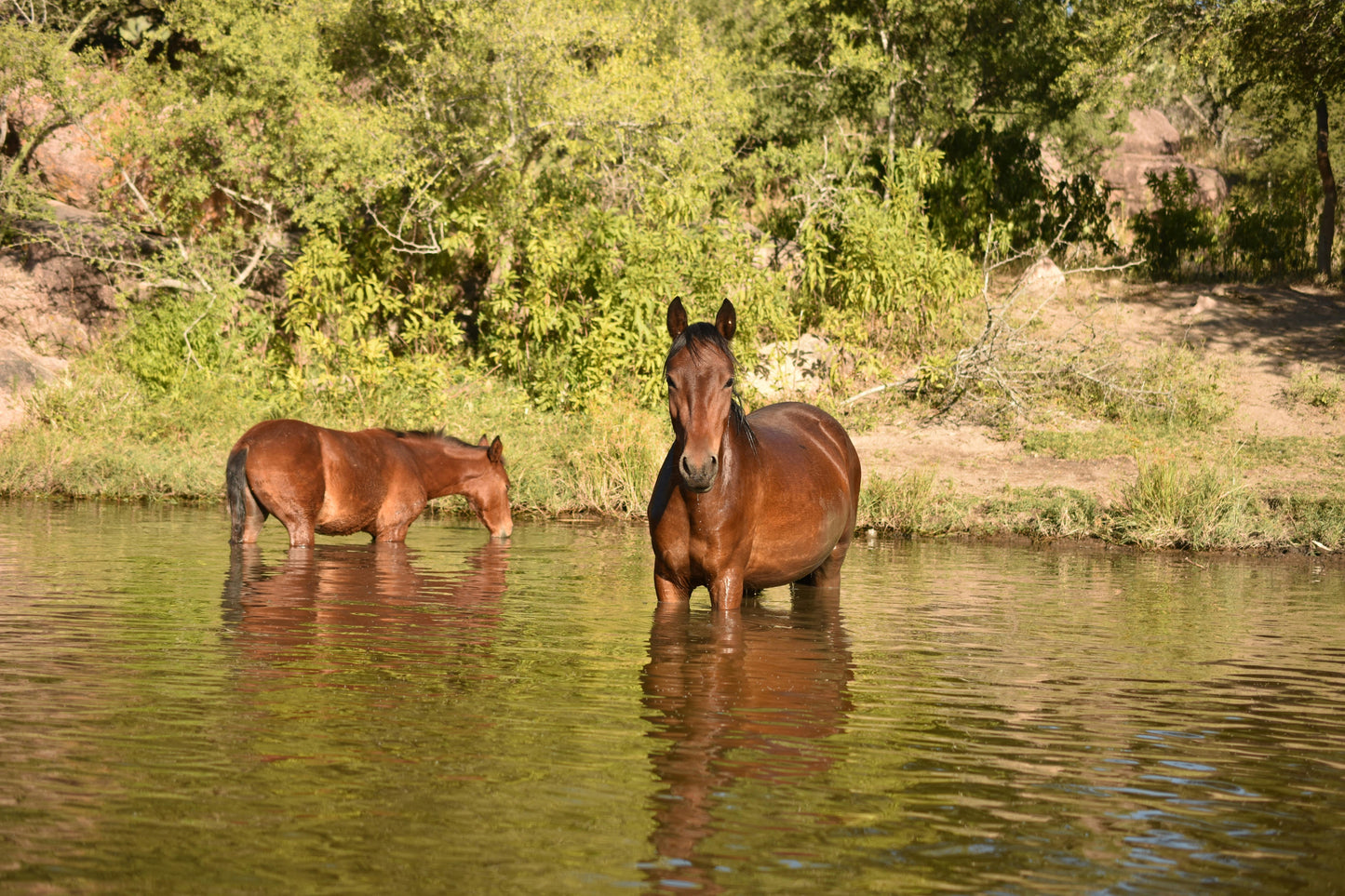 Tabanan, Bali, Indonesia: 1-Hour River Horse Ride at Kedungu