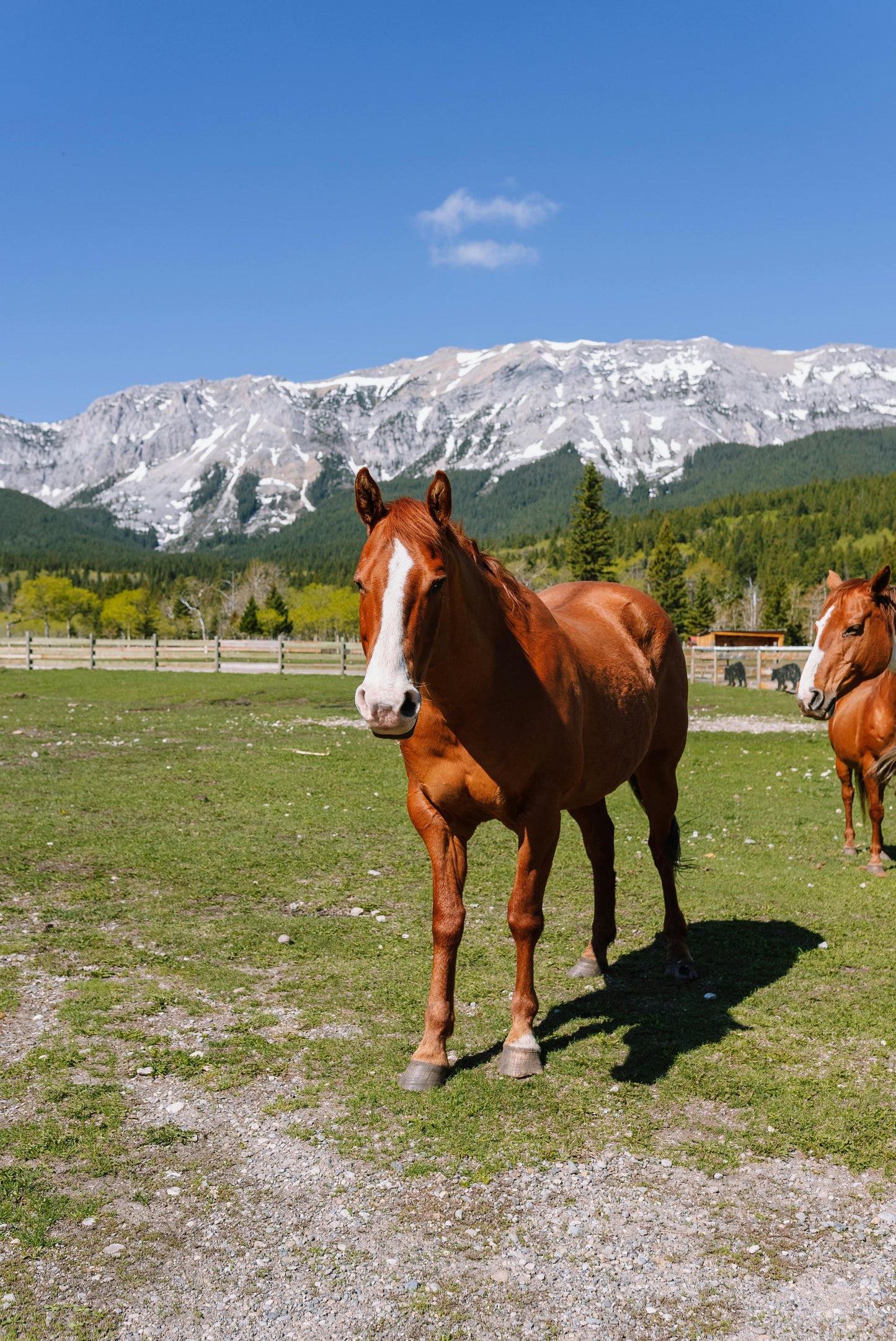 Alberta, Canada: 1-Hour Horseback Ride by the Spray river
