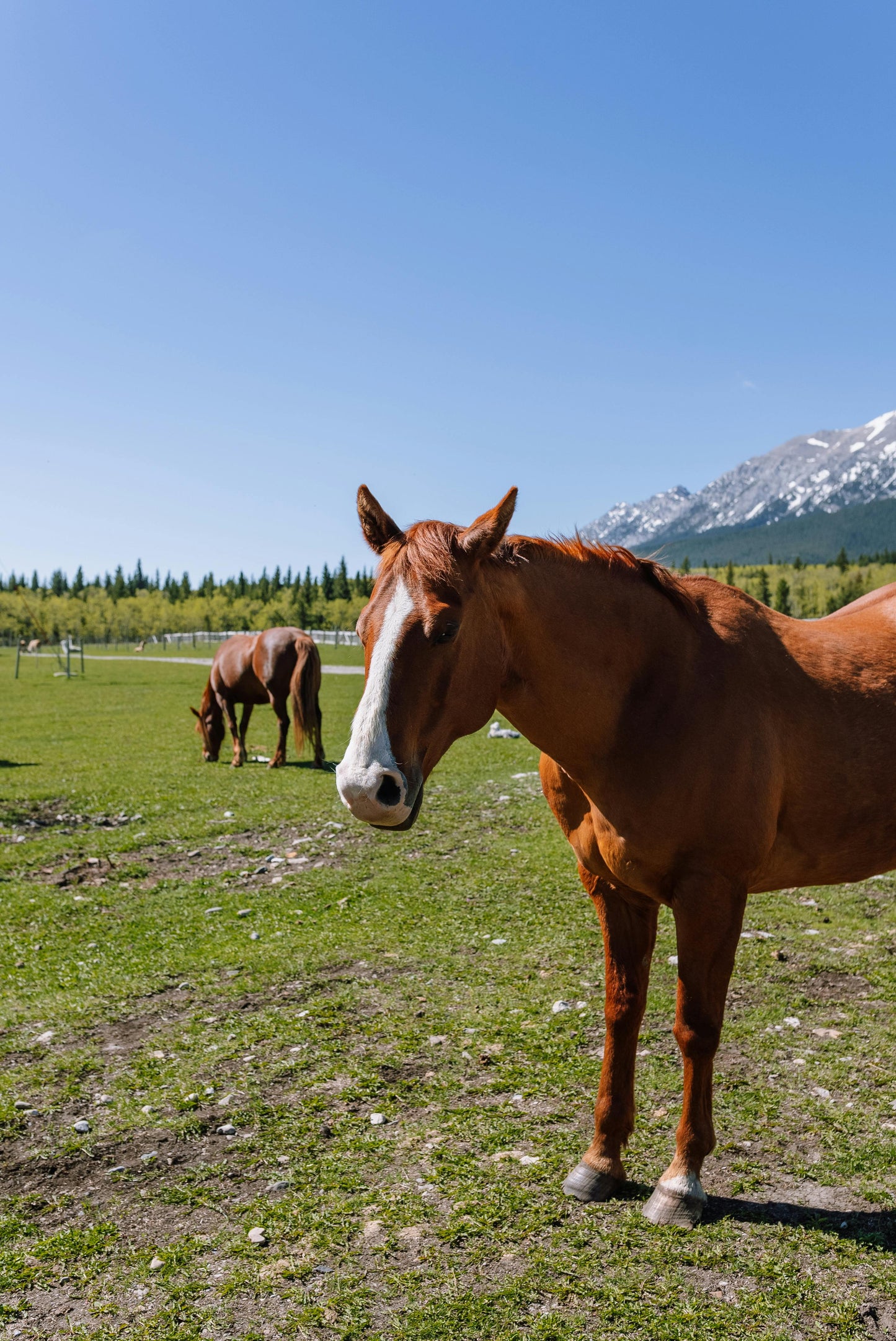 Alberta, Canada: 1-Hour Horseback Ride by the Spray river