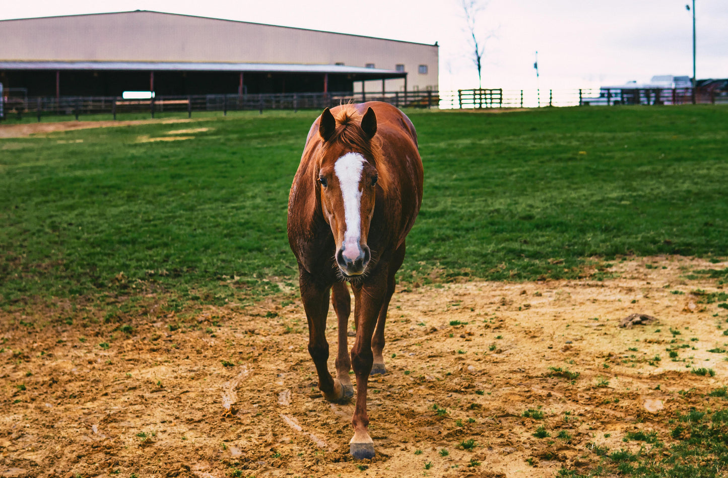 Glenworth Valley: 3.5-Hour Wilderness Horse Ride + Gourmet Picnic