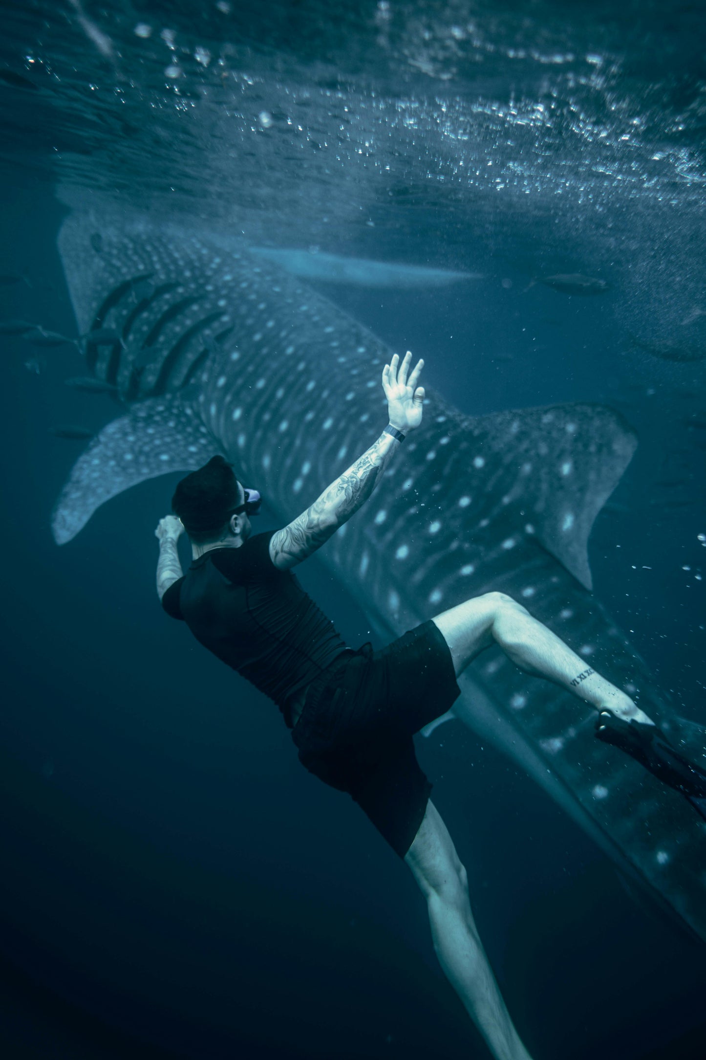 Cebu, Philippines: Swim with Sea Turtles and the Sardine Run