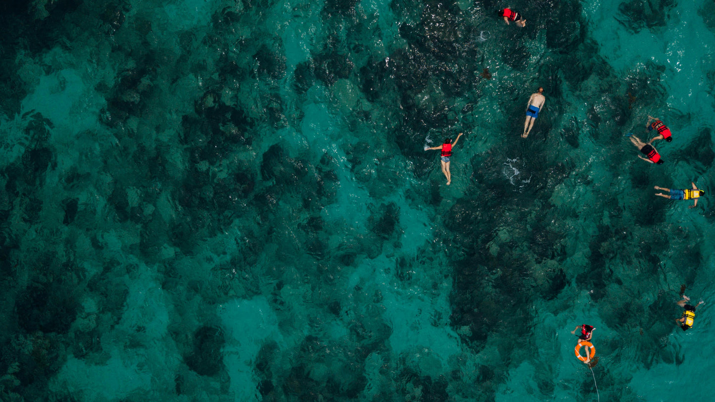 Cebu, Philippines: Swim with Sea Turtles and the Sardine Run