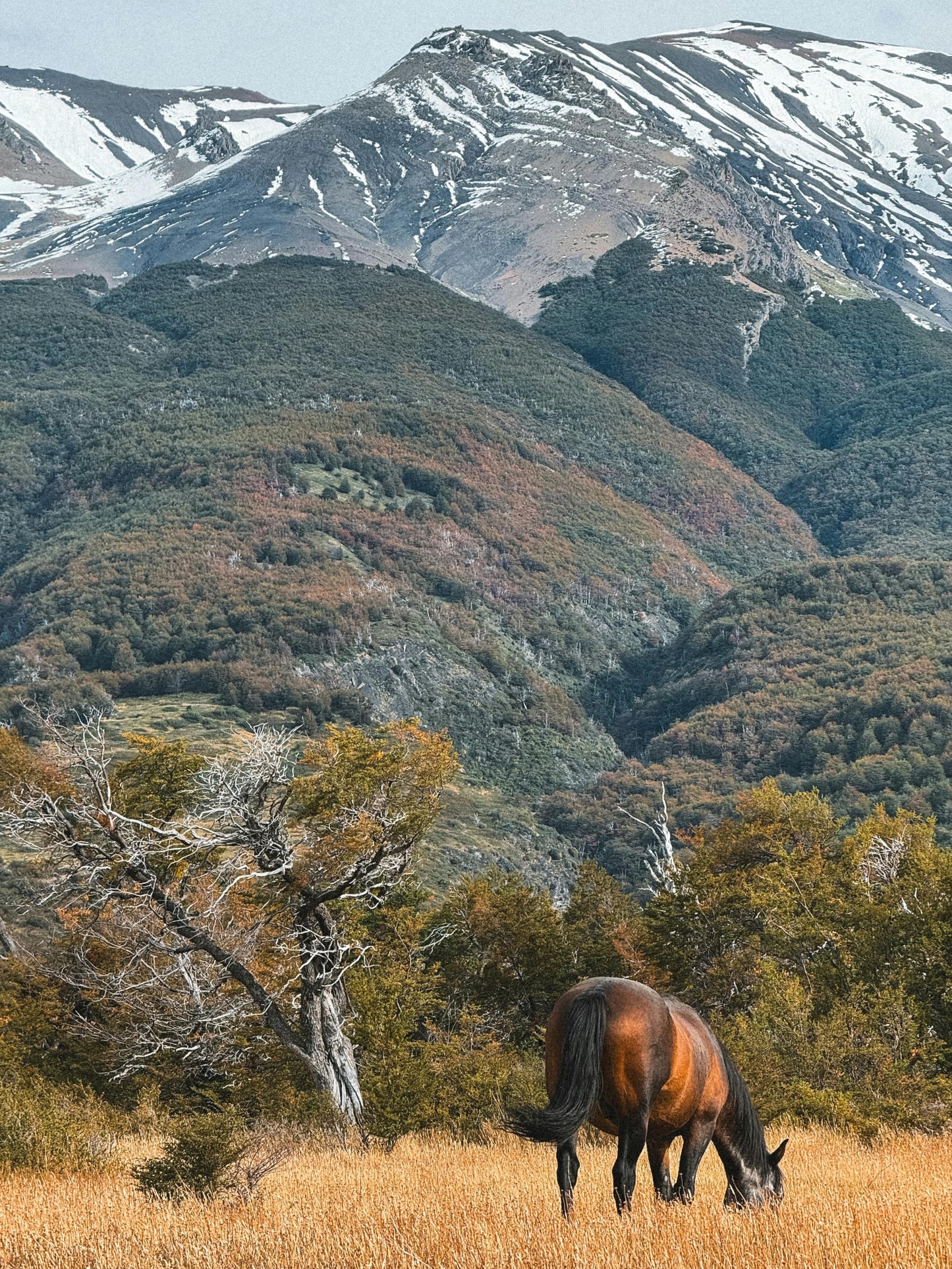 Torre de Paine, Chile: Full Day Ranch & Ride at Estancia Lucia + Lunch