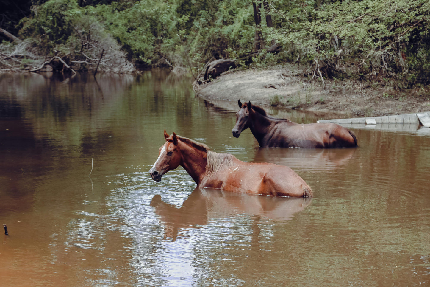 Tabanan, Bali, Indonesia: 1-Hour River Horse Ride at Kedungu