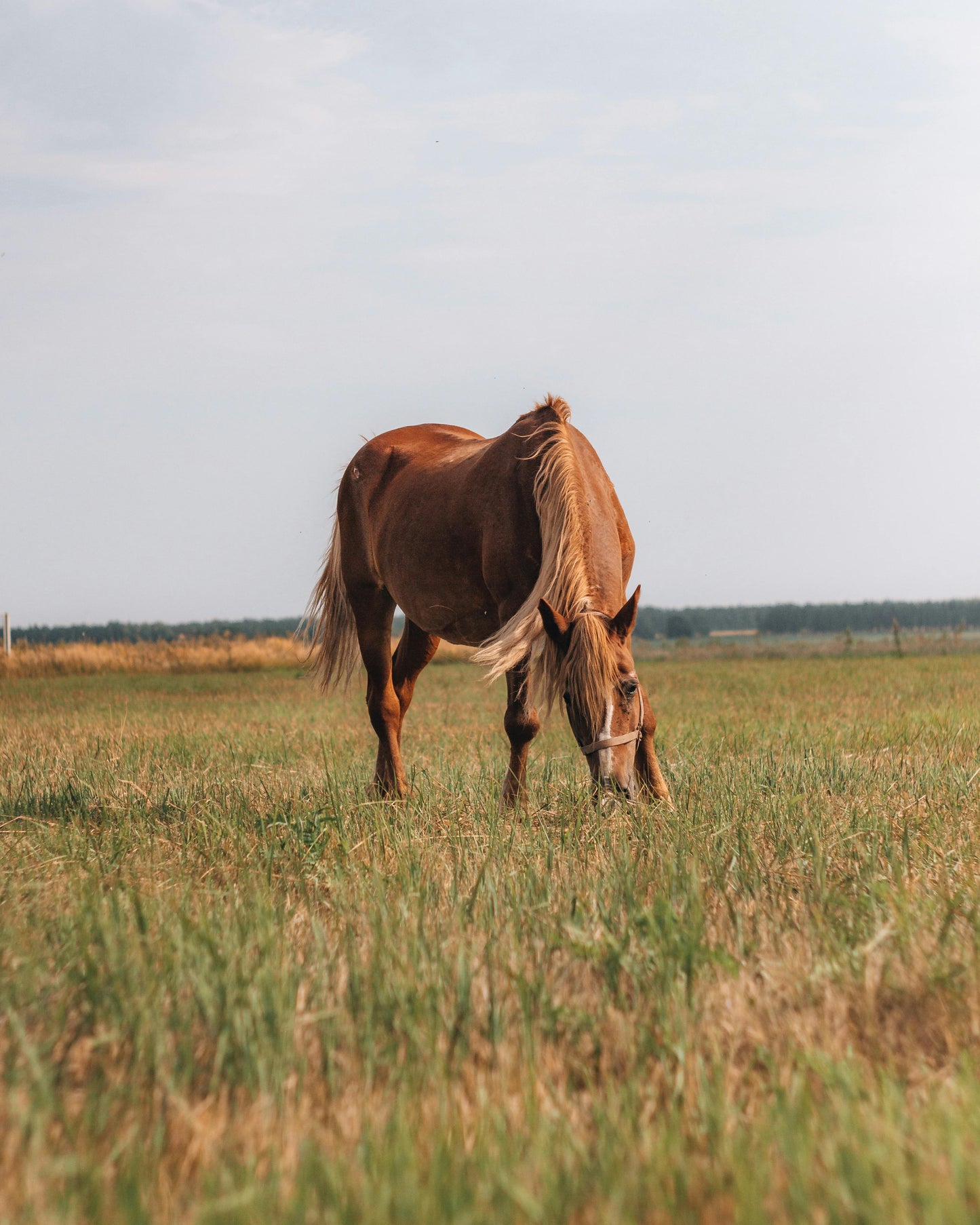 Tbilisi, Georgia: Half-Day Trialeti Ridge Horse Riding Tour