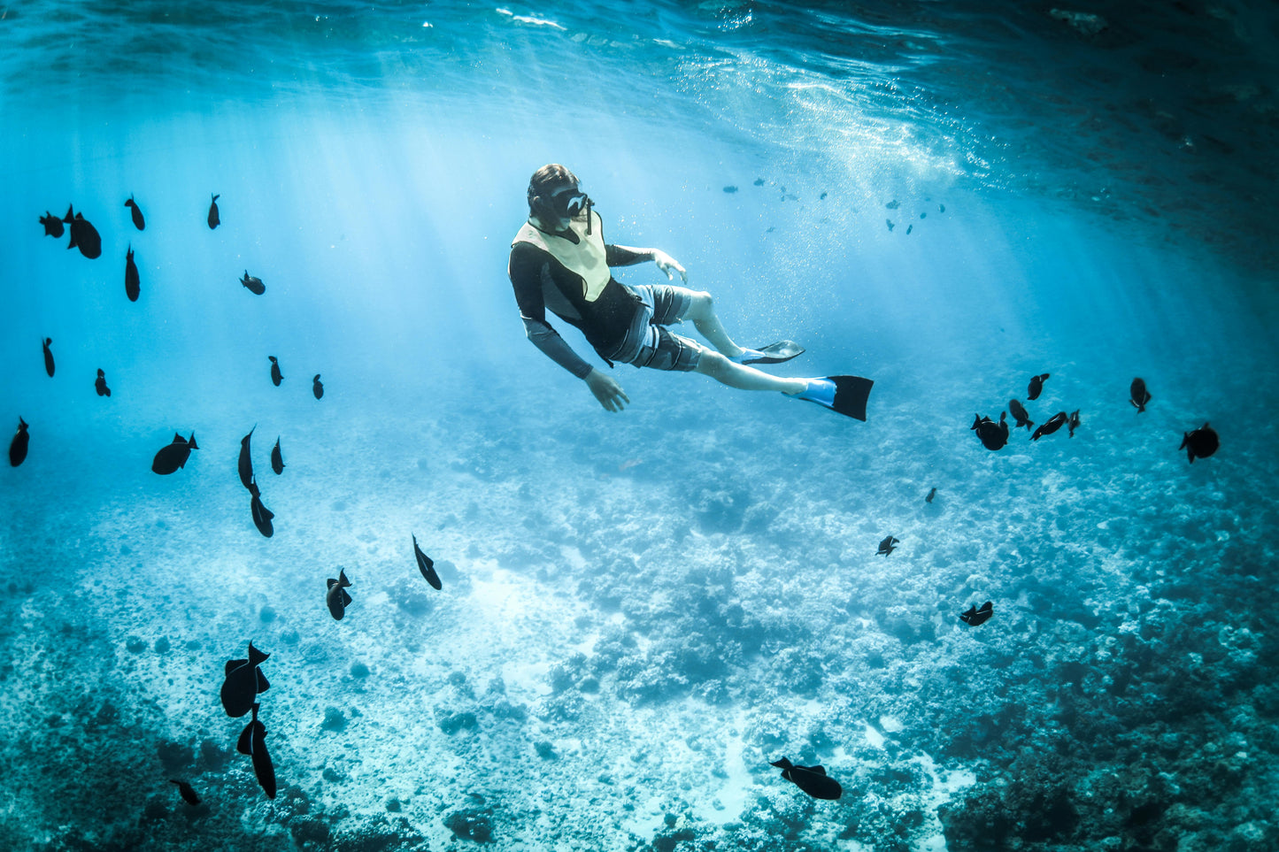 Cebu, Philippines: Swim with Sea Turtles and the Sardine Run