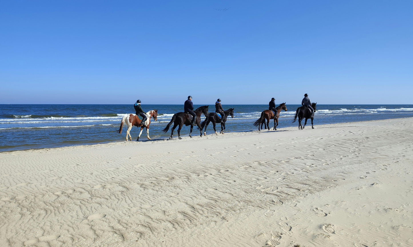 Essaouira, Morocco: Full-Day Horseback Ride + Picnic Lunch