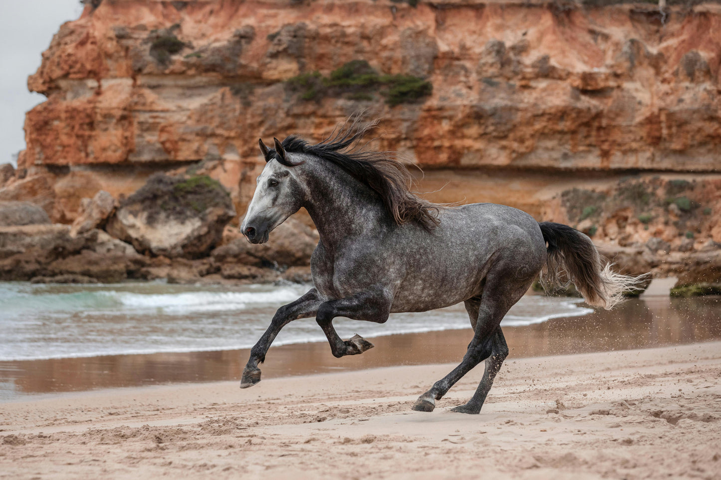 Paradera, Aruba: Scenic Beach Horseback Adventure + Pick-Up