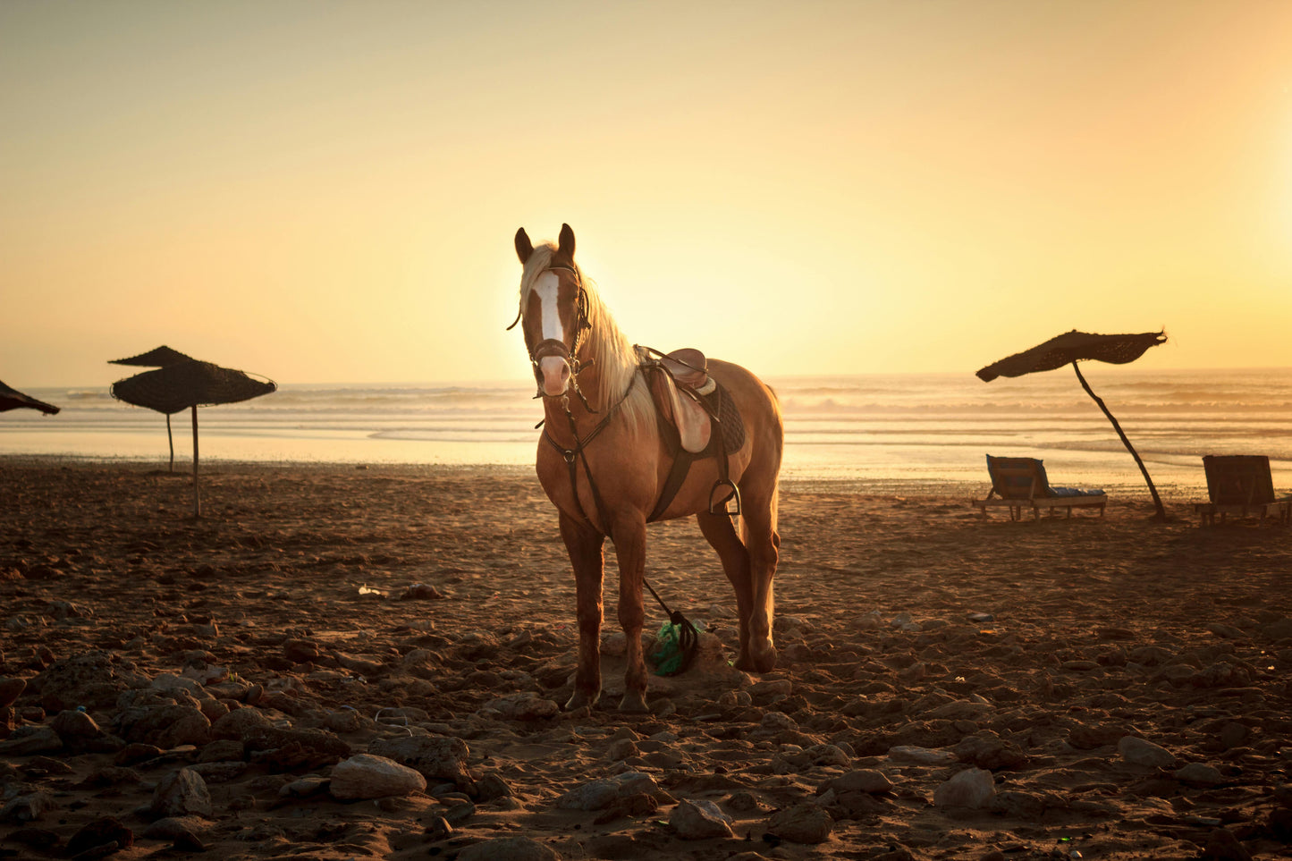 Essaouira, Morocco: Sunset Horseback Ride on the Beach