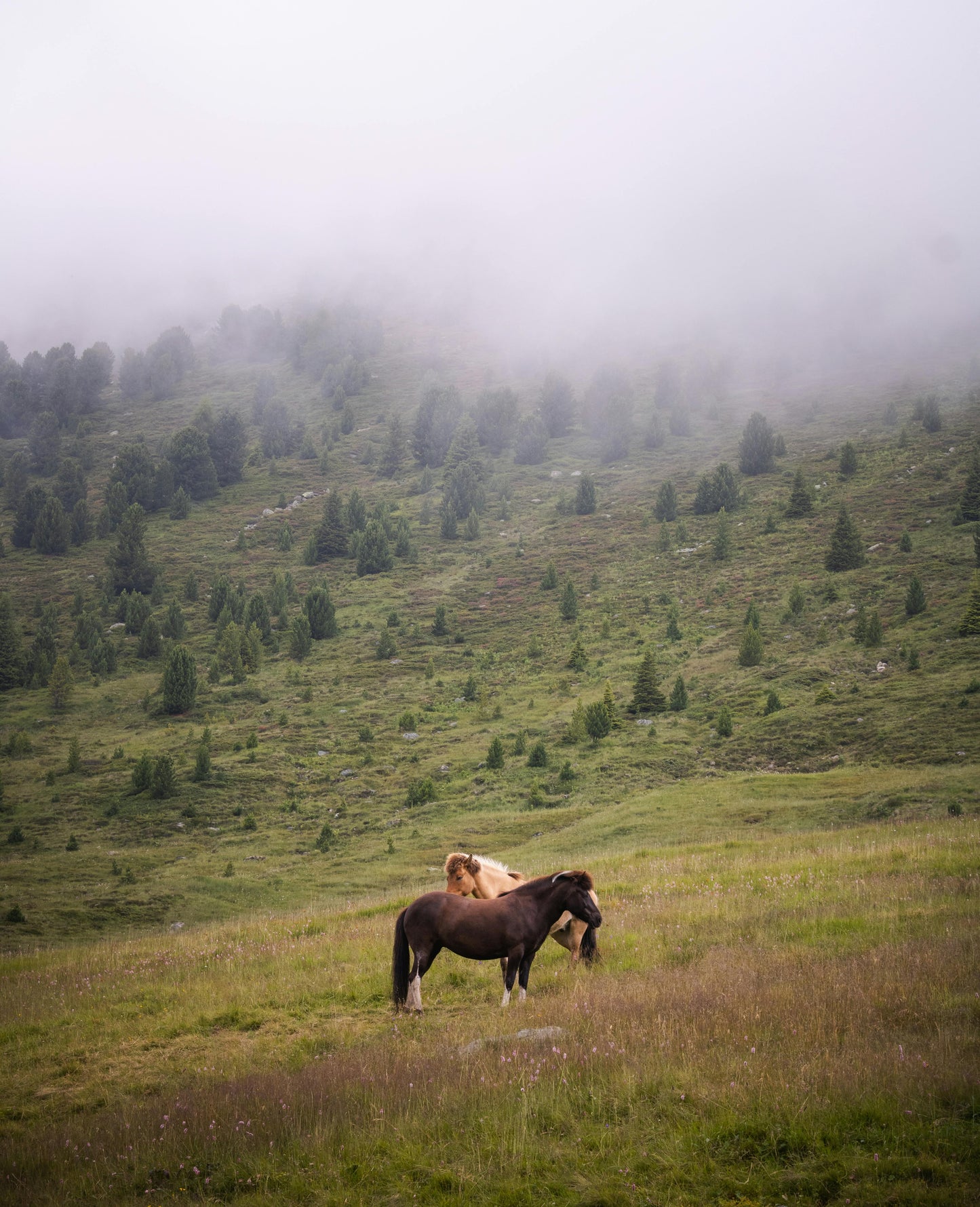 Asureti, Georgia: Full-Day Horseback Experience