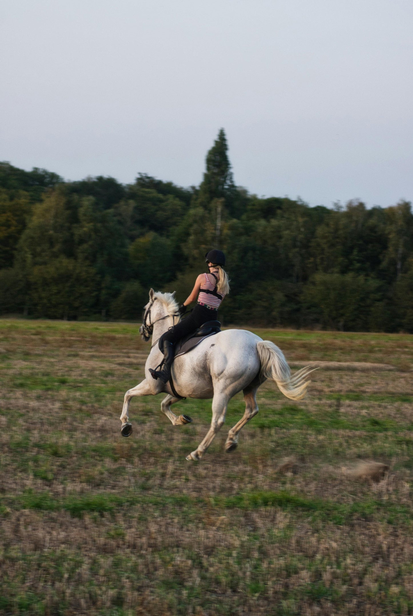 Perth, Australia: 1-Hour Scenic Horseback Trail Adventure