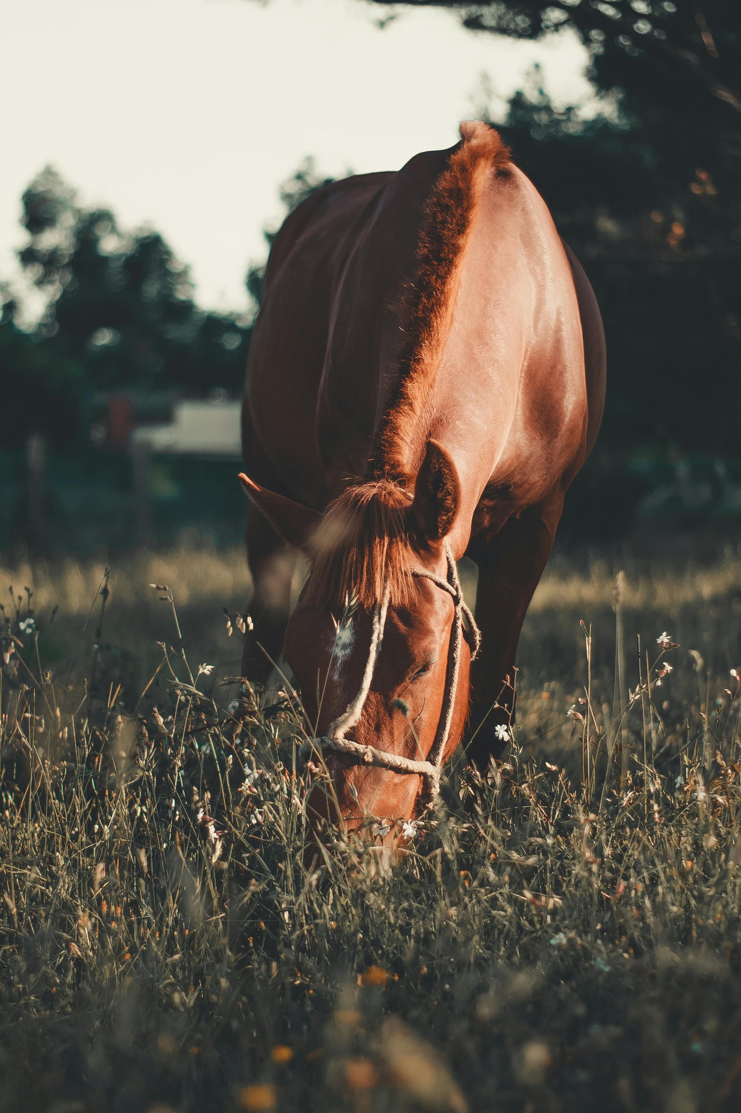 Victoria, Australia: Winery Trail Ride + Pizza + Wine Tasting
