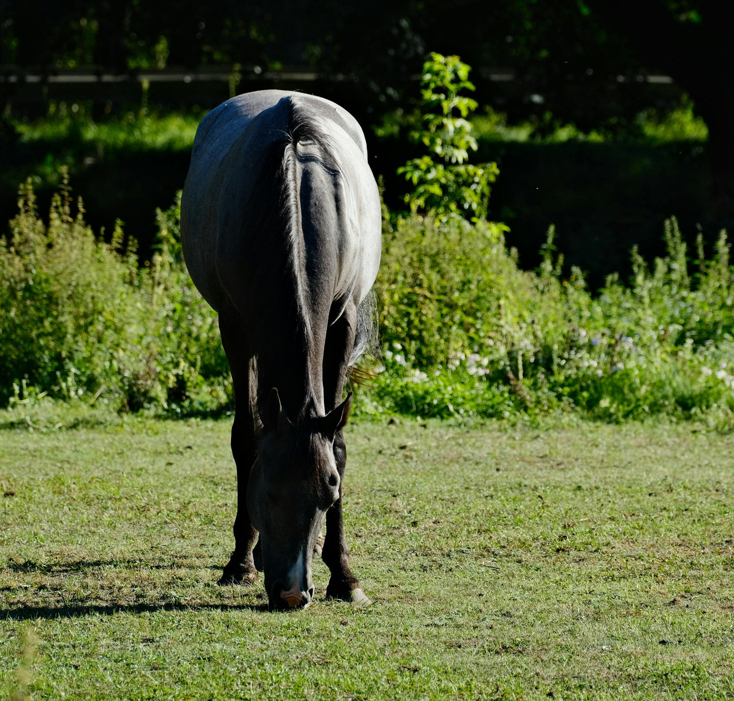 Zambia: Half-Day Horse Riding Safari + Lunch