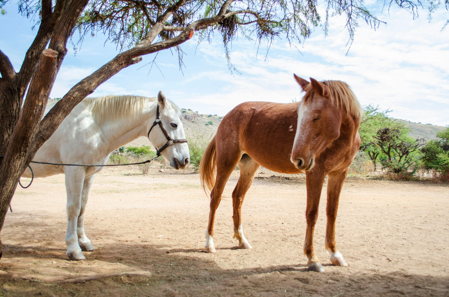 Perth, Australia: 1-Hour Scenic Horseback Trail Adventure