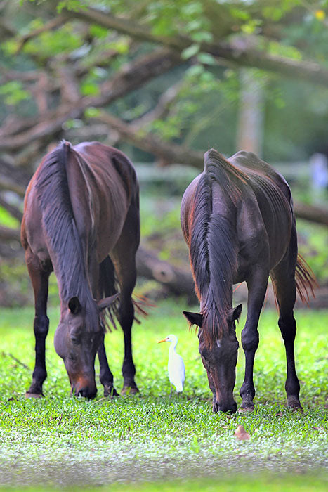 A Horseback Journey at El Kabayo