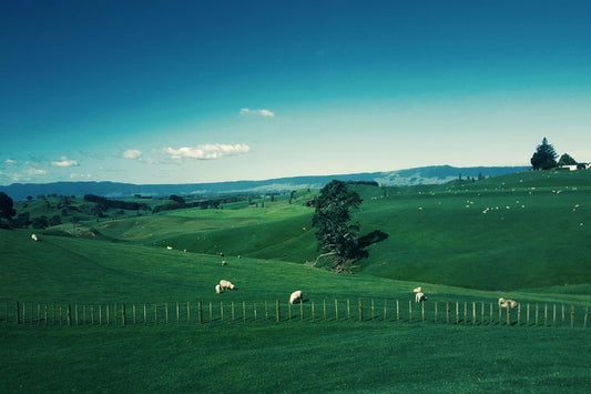 Saddle Up for Magic: A Full Day of High-Country Enchantment in New Zealand