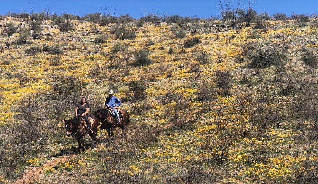 Elgin: Ancient Horseback Ride Adventure + Pick-up Available
