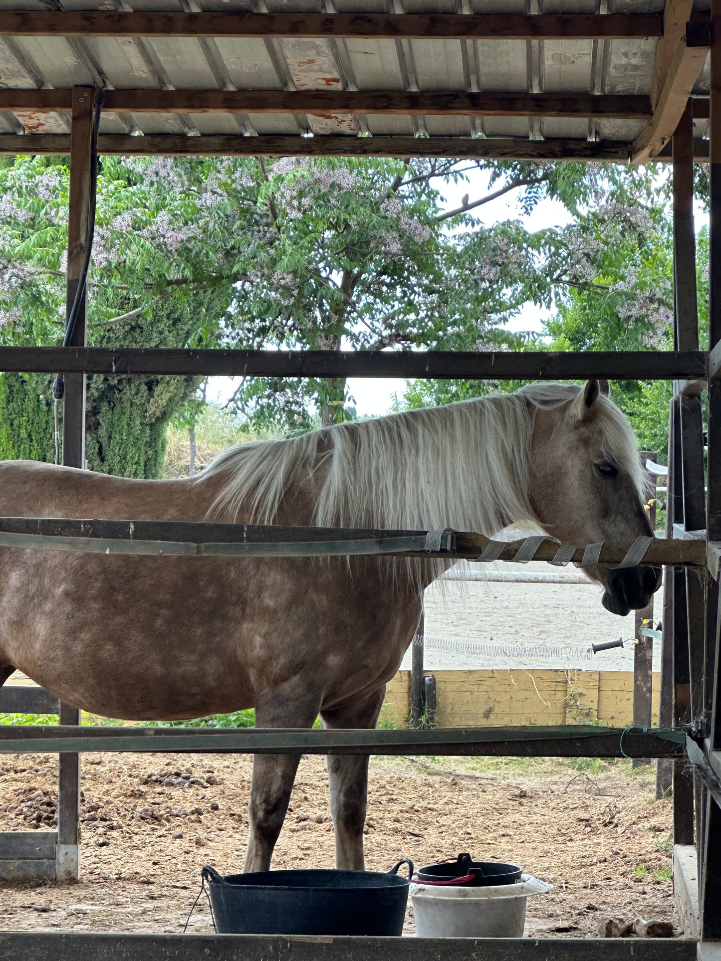 Solang Valley: 1 hour - Majestic Himalayan Horse Riding Adventure