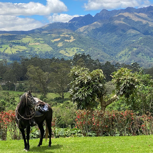 Pichincha: Heartwood Horse Adventure + Lunch + Pick-Up & Drop-off