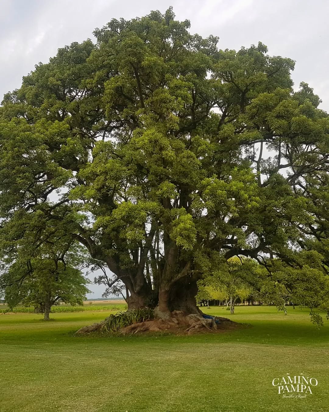San Antonio de Areco: Private Ride & Feast Full Package Horseback Journey