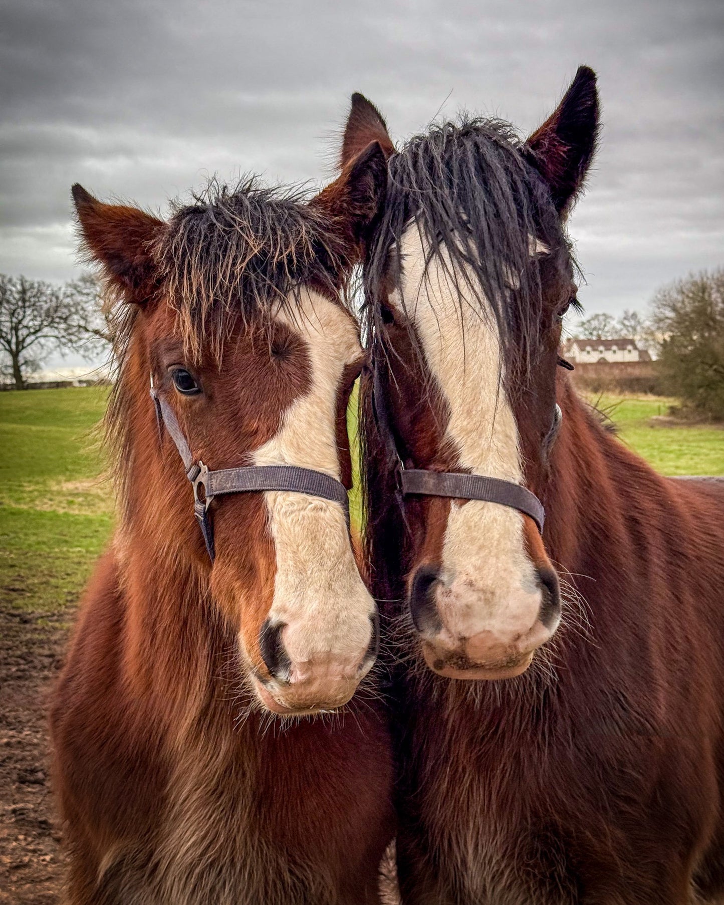 Chester: A Heartwarming Shire Horse Day + Souvenir & Pick-up Available