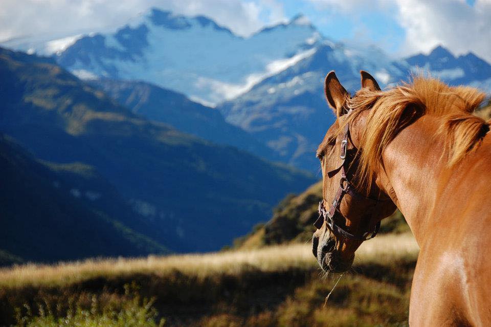 Glenorchy: Wanderlust Horseback Ride Trail + Pick-up Available