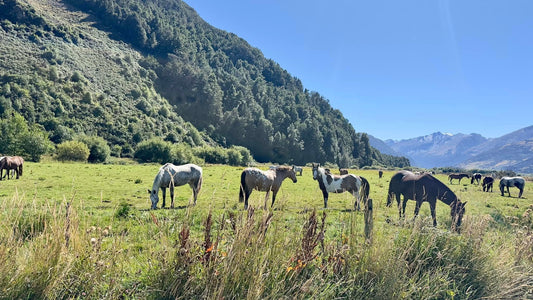 Glenorchy: Rings Paradise Horseback Ride + Pick-up Available
