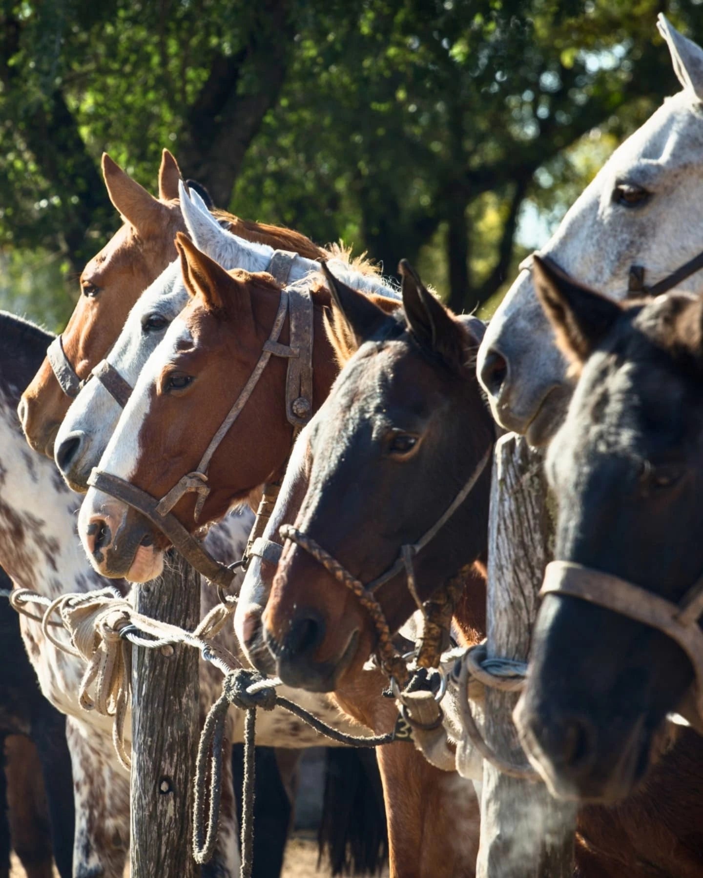 San Antonio de Areco: Private Ride & Feast Full Package Horseback Journey