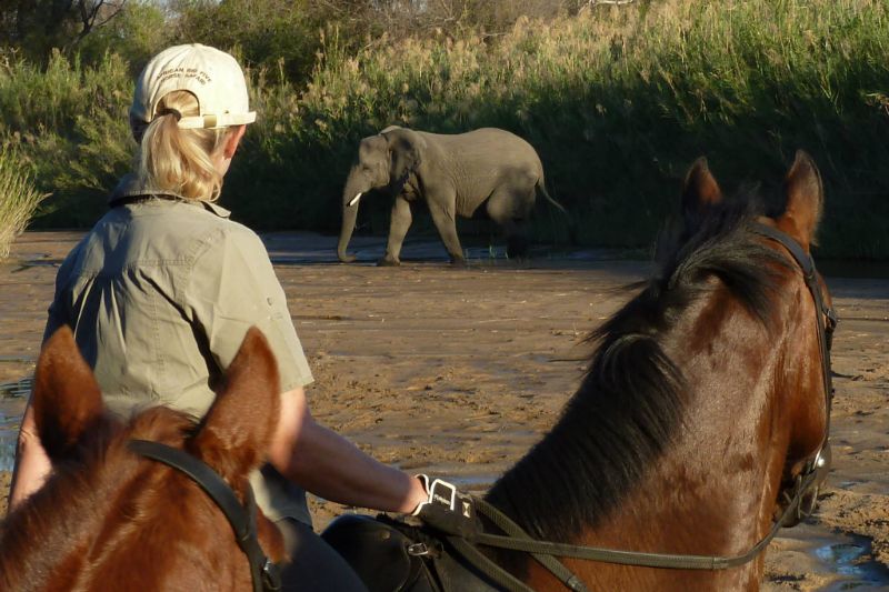 Western Cape: Thundering Hooves Horseback Ride + Brunch + Pick-Up Available