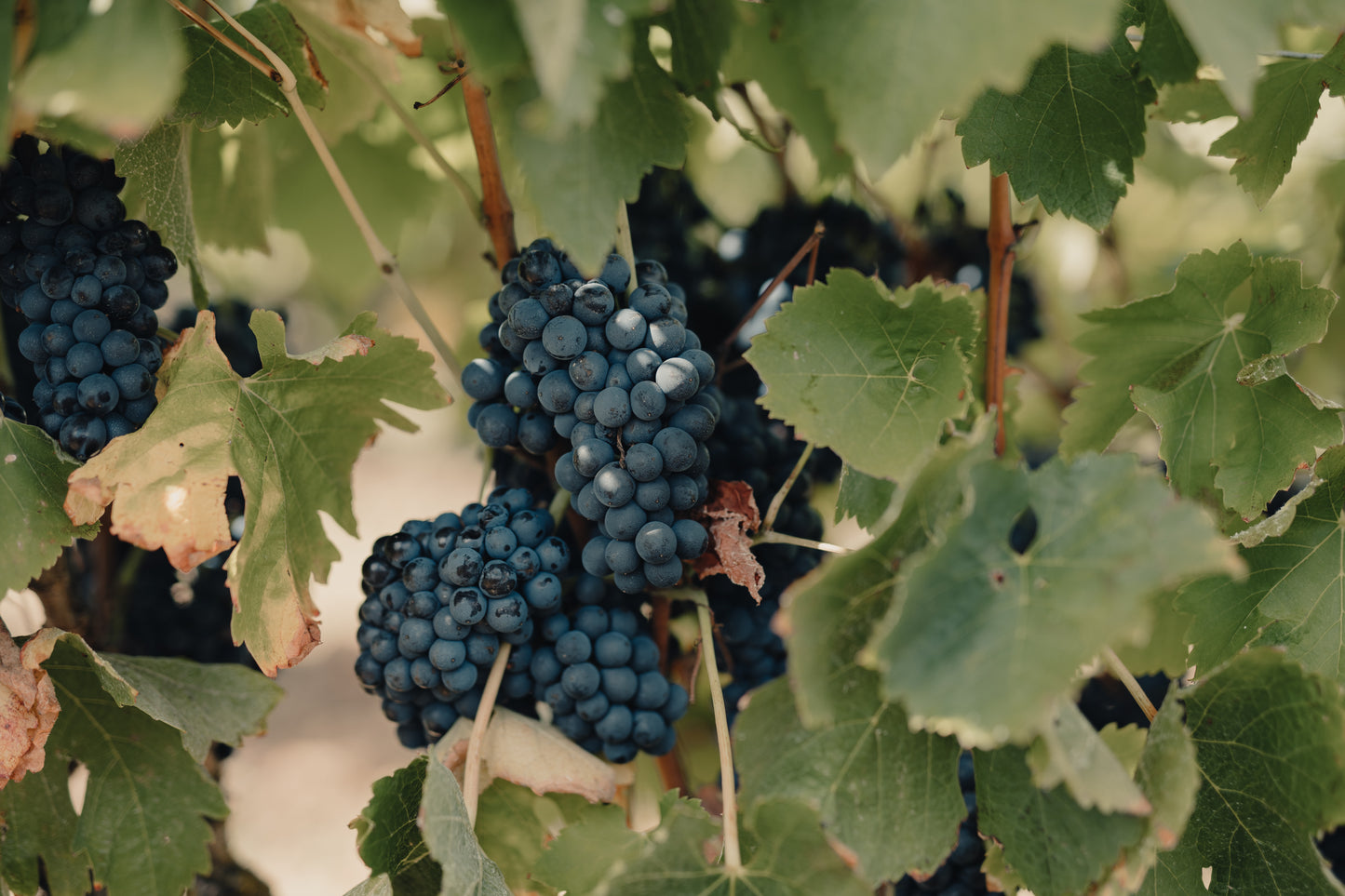 From Lisbon: Jeep Adventure + Wine Tasting + Tapas + Pick up