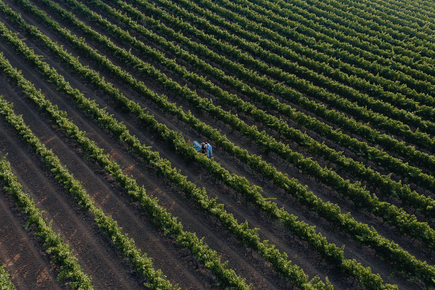 From Lisbon: Jeep Adventure + Wine Tasting + Tapas + Pick up