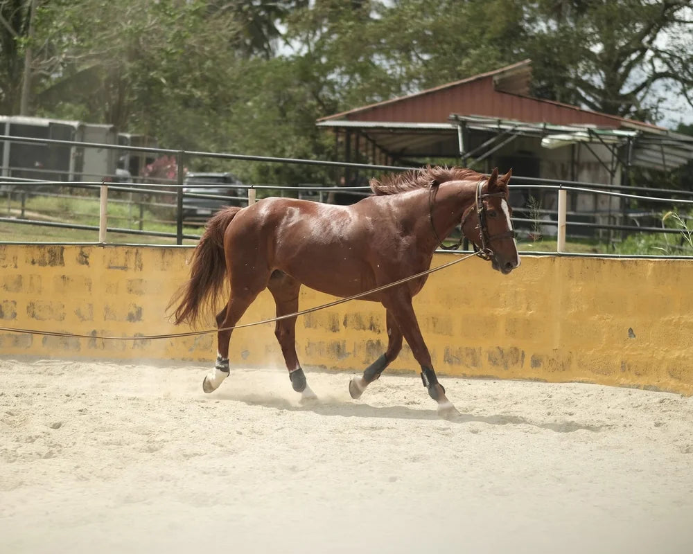 Mindoro: Into the Woods Horseback Ride Journey + Pick-up Available