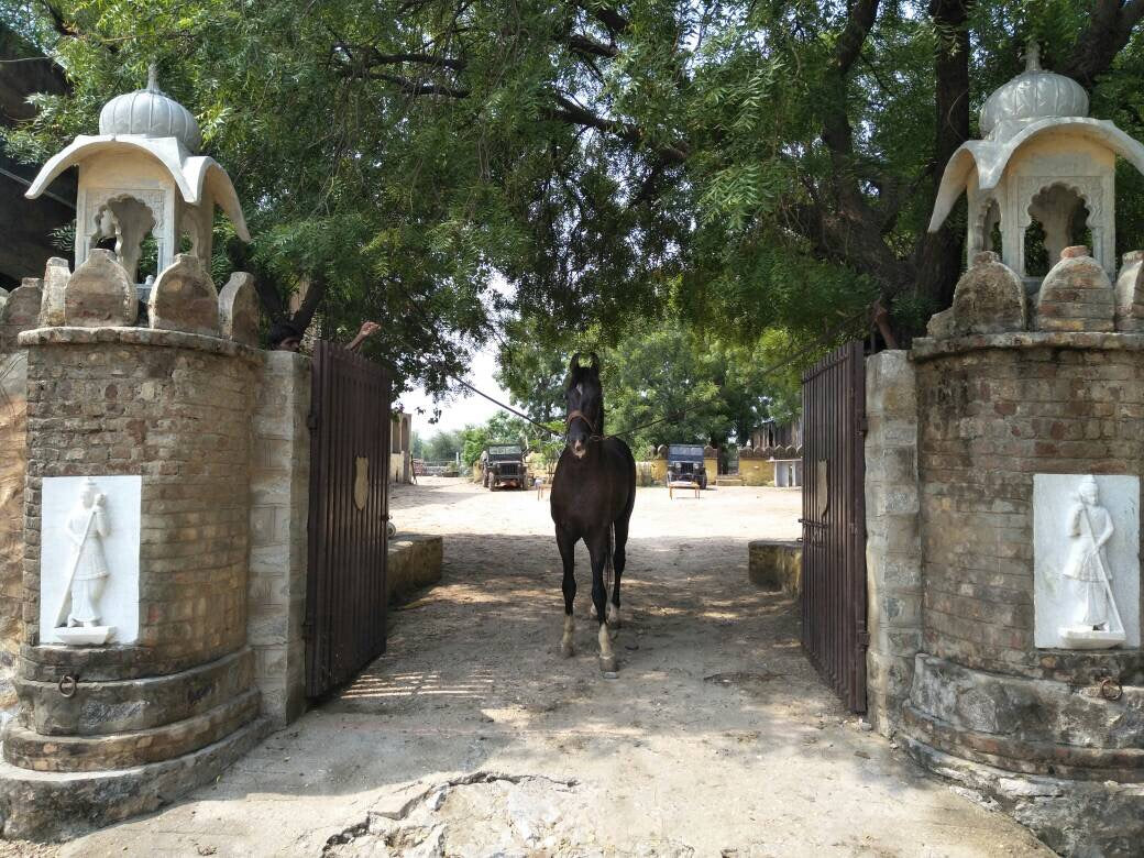Aravalli Hills: 5-Hour Marwari Horse Adventure + Picnic Lunch