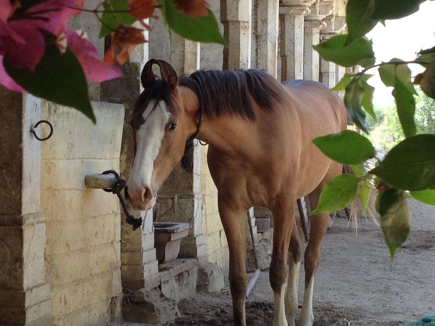 Aravalli Hills: 5-Hour Marwari Horse Adventure + Picnic Lunch