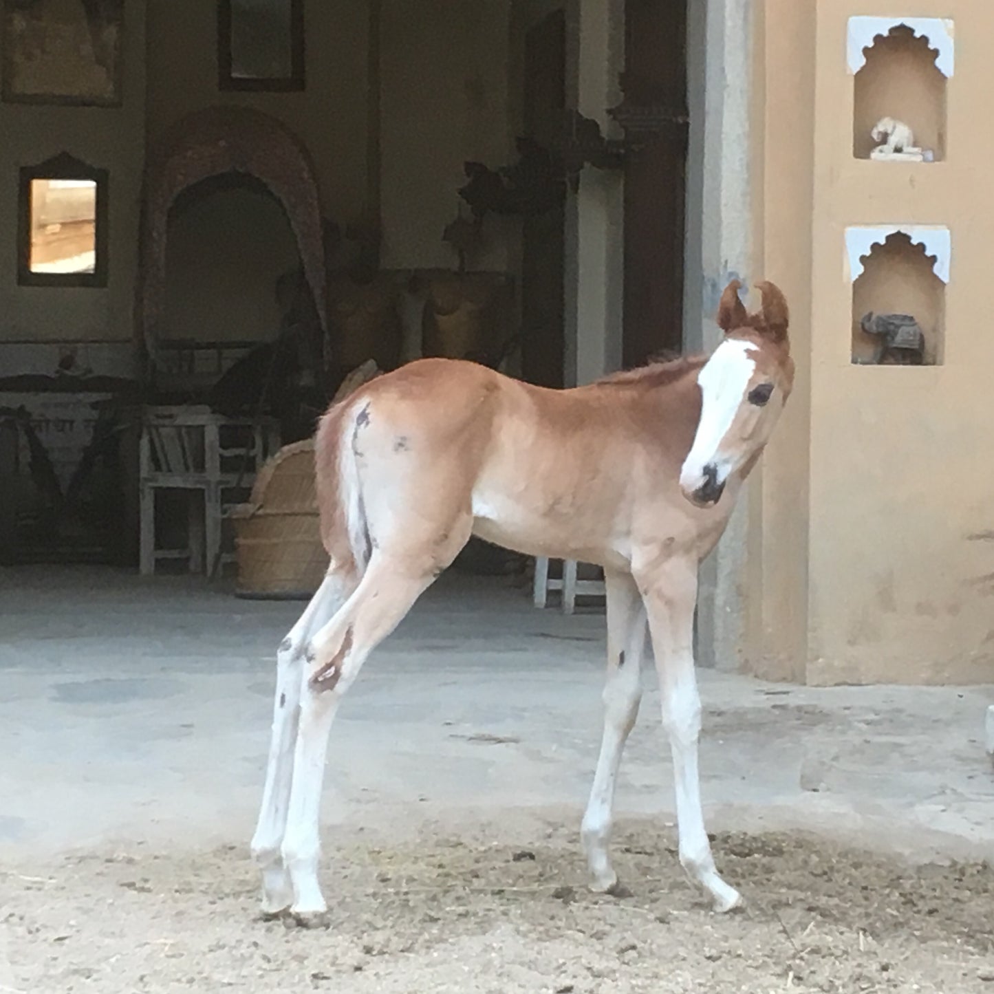 Aravalli Hills: 5-Hour Marwari Horse Adventure + Picnic Lunch