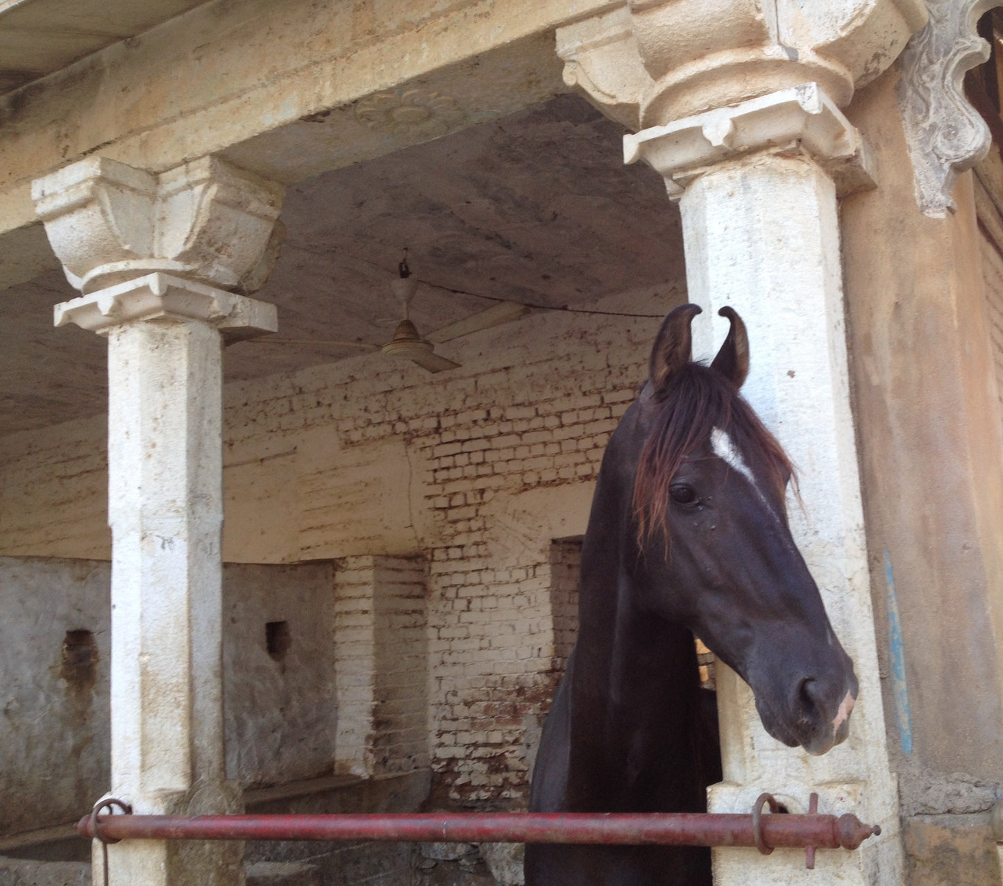 Aravalli Hills: 5-Hour Marwari Horse Adventure + Picnic Lunch