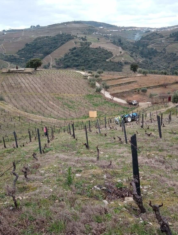 Wine Tasting and Traditional Lunch in Porto