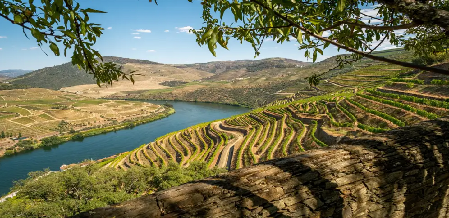 Douro Valley Wine Tour in Porto