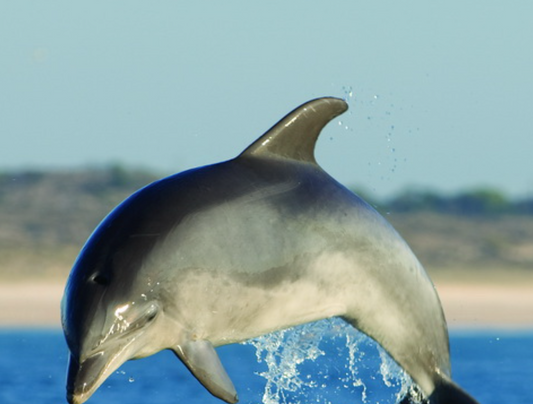 Dolphin Watching Tour in Setúbal