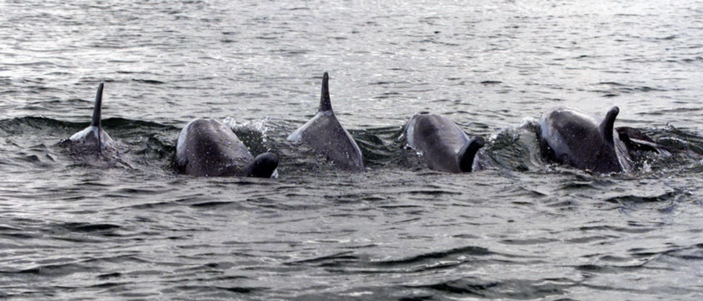 Dolphin Watching Tour in Setúbal