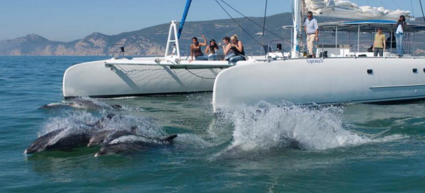 Dolphin Watching Tour in Setúbal