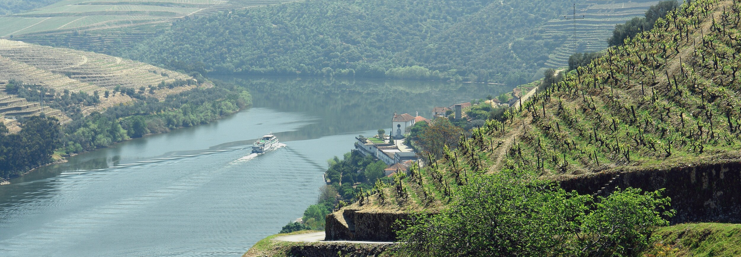 Wine Region Douro Valley Day Tour in Porto