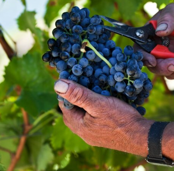 Wine Region Douro Valley Day Tour in Porto