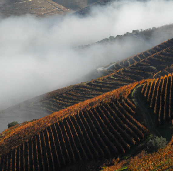 Wine Region Douro Valley Day Tour in Porto