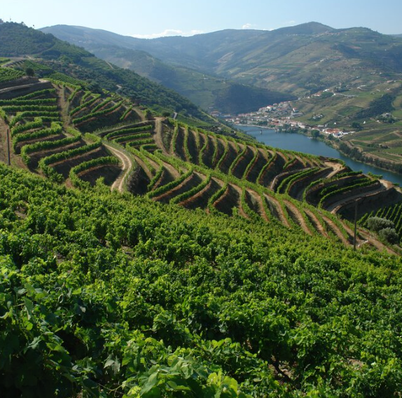 Wine Region Douro Valley Day Tour in Porto