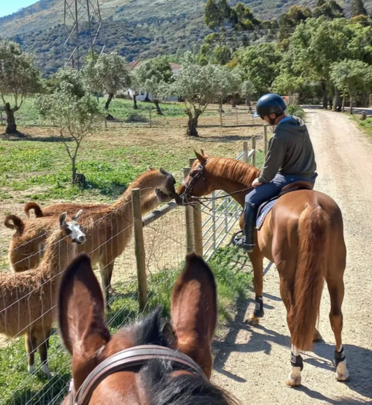 Horseback Riding in the Vineyard and Wine Tasting near Lisbon