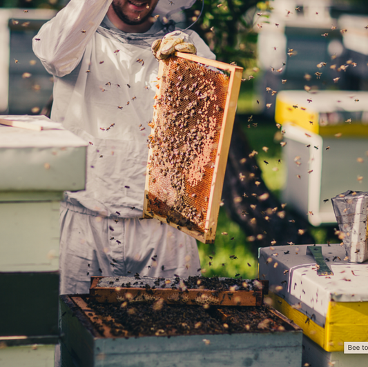 Visit a Beehive, do Workshop and Honey Tasting near Covilhã